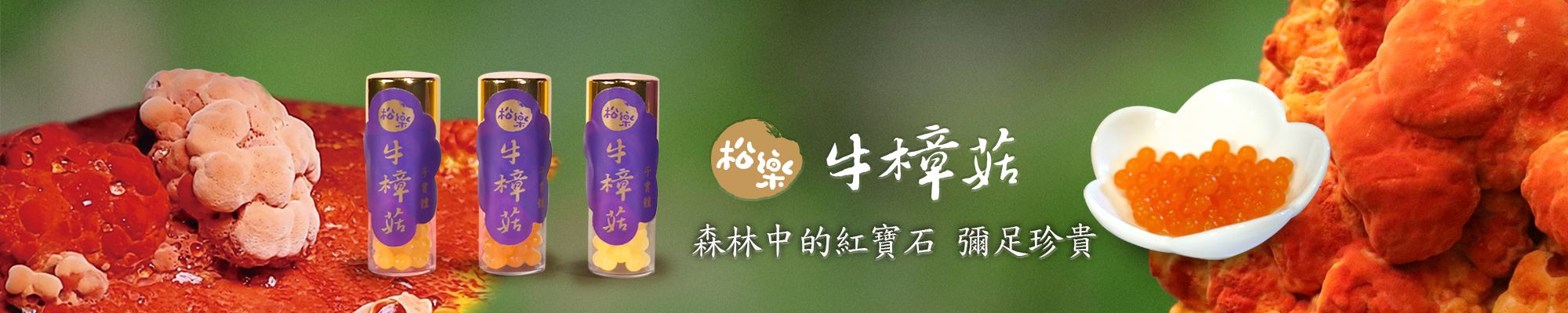 紅色牛樟菇